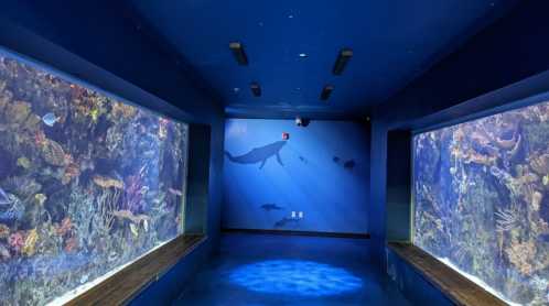 A blue-lit aquarium room with large glass tanks displaying colorful fish and coral reefs on both sides.