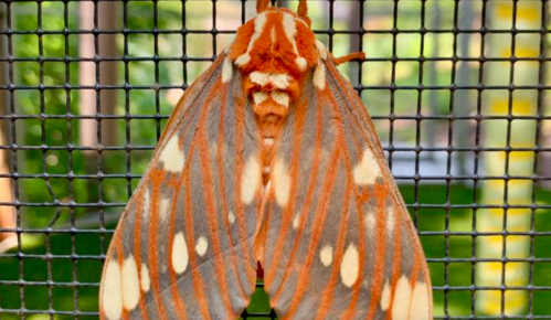 A large, colorful moth with orange and gray patterns resting on a mesh screen.