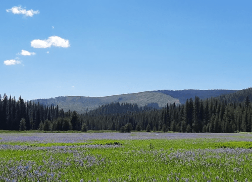A vibrant field of purple flowers stretches across a landscape with rolling hills and a clear blue sky.
