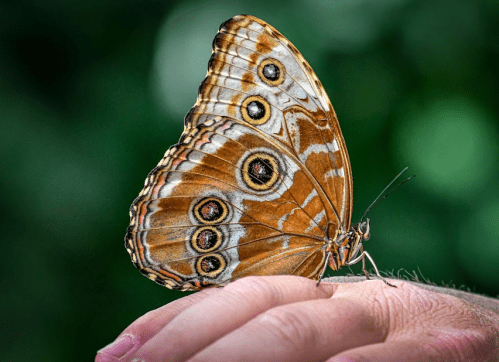 A vibrant butterfly with orange and brown patterns resting on a person's hand.