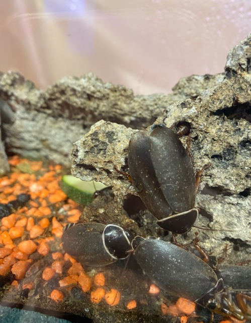 Close-up of dark beetles on textured rock in a terrarium with orange gravel and green plants.
