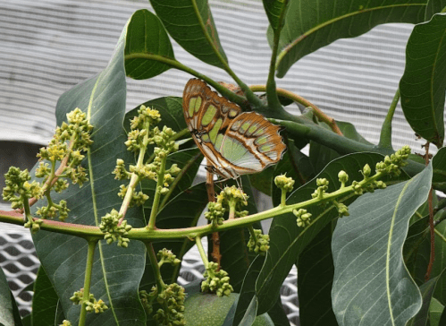 A colorful butterfly perched on green leaves and budding flowers in a natural setting.