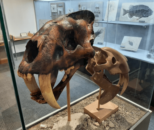 A large animal skull displayed in a museum, showcasing prominent teeth and a smaller skull beside it.