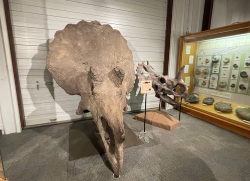 A large dinosaur skull displayed in a museum, next to a smaller skull and a fossil exhibit in the background.