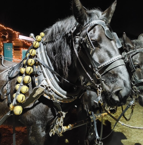 A close-up of a black horse in harness, adorned with yellow bells, set against a nighttime backdrop.