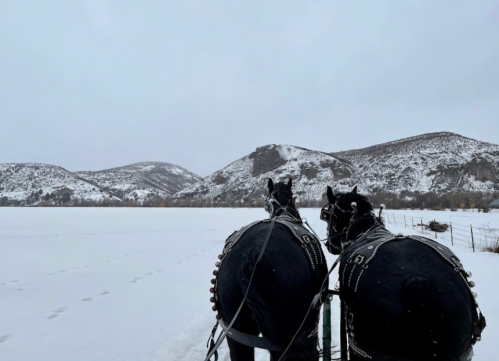 Two black horses in harness stand on snow-covered ground, facing a snowy landscape with distant hills under a gray sky.