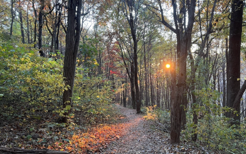 A serene forest path lined with trees, illuminated by warm sunlight filtering through the foliage.