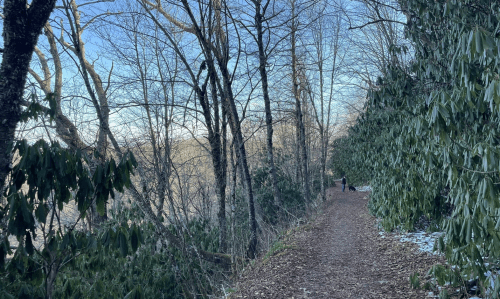 A wooded path lined with trees and shrubs, with a person walking a dog in the distance on a clear day.