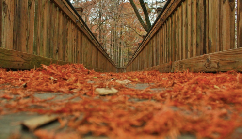 A wooden walkway lined with railings, covered in orange leaves, surrounded by trees in autumn.