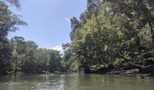 A serene river scene surrounded by lush green trees under a clear blue sky.