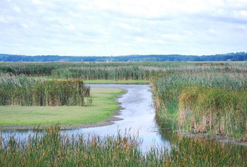A serene wetland scene with tall grasses, a winding stream, and a cloudy sky in the background.