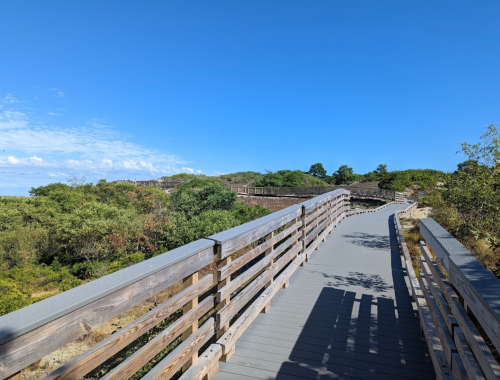 A wooden boardwalk winding through lush greenery under a clear blue sky.