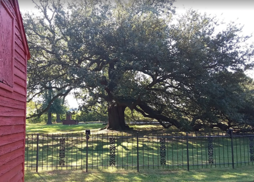 A large, sprawling tree next to a red building, surrounded by a black fence and green grass under a clear sky.