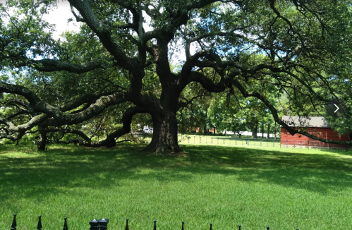 A large, sprawling oak tree with wide branches stands in a green yard, with a red building visible in the background.