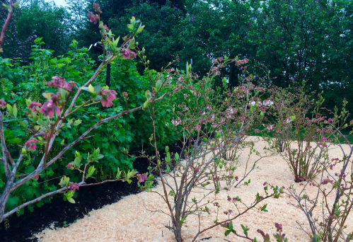 Blooming shrubs with pink flowers and green foliage, surrounded by a light-colored mulch in a garden setting.