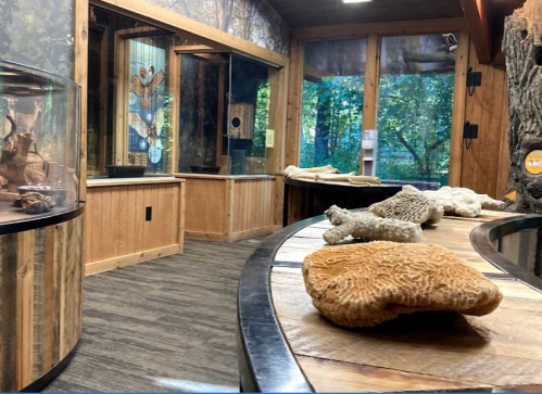 Interior of a nature exhibit featuring wooden walls, display cases, and coral-like structures on a curved table.
