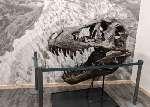 A large dinosaur skull displayed on a stand, with a mountainous backdrop in black and white.