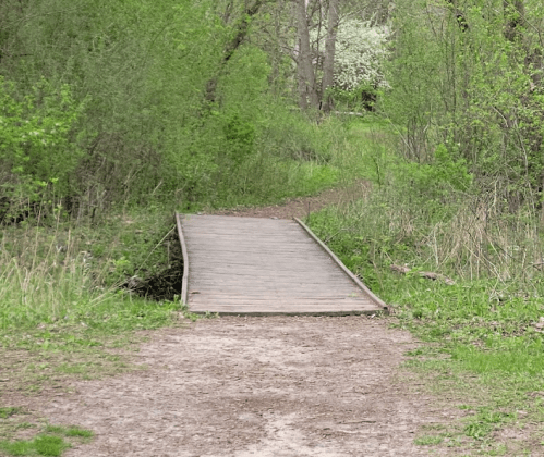 A wooden bridge over a small gap, surrounded by lush green foliage and trees in a natural setting.