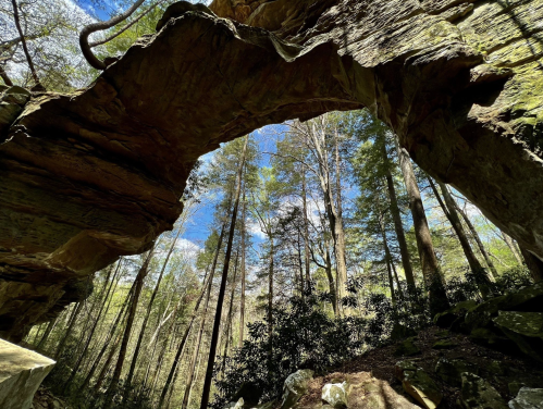 A natural stone arch surrounded by tall trees and a clear blue sky, showcasing a serene forest landscape.