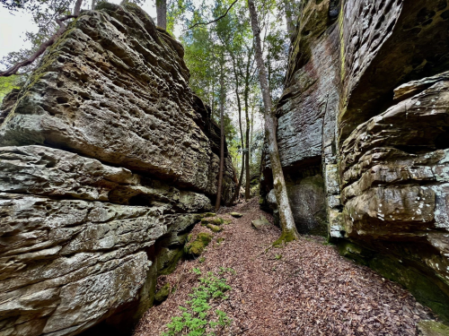 Narrow pathway between towering rock formations, surrounded by trees and scattered leaves on the ground.