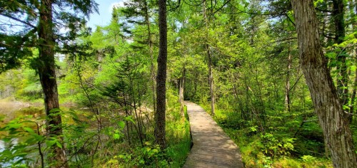 A wooden path winds through a lush green forest, surrounded by trees and vibrant foliage under a clear blue sky.
