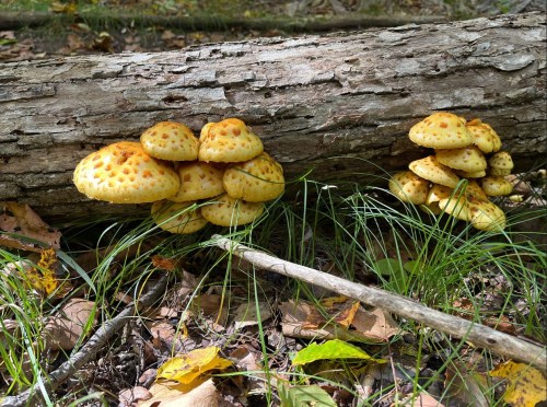 Clusters of yellow mushrooms with dotted caps growing on a fallen log, surrounded by green grass and fallen leaves.