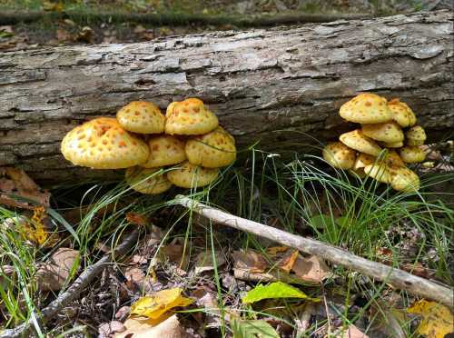 Clusters of yellow mushrooms with dotted caps growing on a fallen log, surrounded by green grass and fallen leaves.