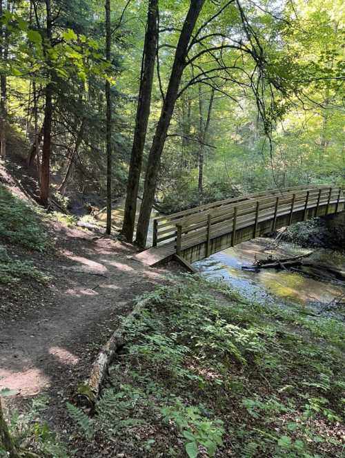 A wooden bridge spans a small stream, surrounded by lush green trees and a dirt path in a serene forest setting.