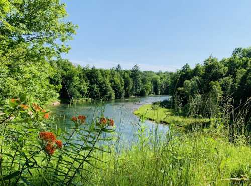 A serene river flows through lush greenery, with vibrant orange flowers in the foreground under a clear blue sky.