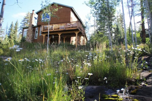 A wooden house surrounded by tall grass and wildflowers, set among trees in a sunny, natural landscape.