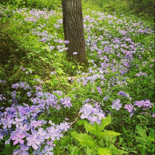 A lush forest scene with a carpet of purple flowers surrounding a tree, creating a vibrant, natural landscape.