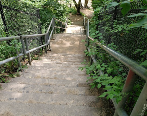 A set of concrete stairs surrounded by greenery, leading down through a wooded area.