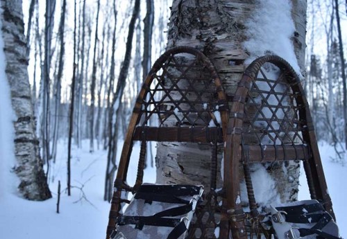 Snowshoes leaning against a birch tree in a snowy forest, with tall trees in the background.