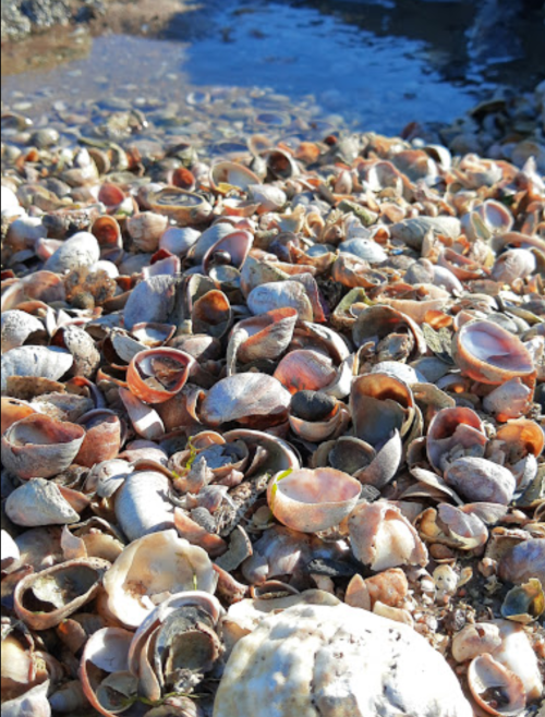 A close-up of a beach covered in various seashells, with some scattered on wet sand near the water's edge.