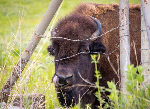 A bison with a thick brown coat is seen behind barbed wire, surrounded by tall green grass and plants.