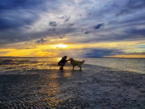 A person kneels by the shore, interacting with a dog against a vibrant sunset over the water.