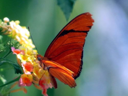 A vibrant orange butterfly perched on colorful flowers, showcasing its detailed wings against a blurred green background.
