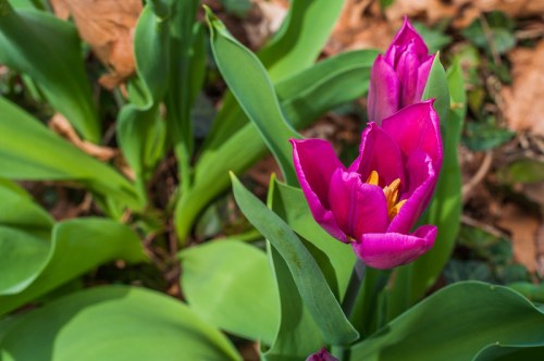 A close-up of vibrant pink tulips surrounded by green leaves and brown foliage.