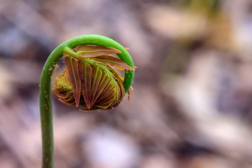 A close-up of a curled fern frond, showcasing its vibrant green and brown colors against a blurred natural background.