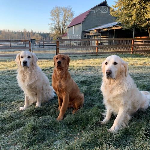 Three dogs sit on frosty grass in front of a barn: two golden retrievers and one brown dog.