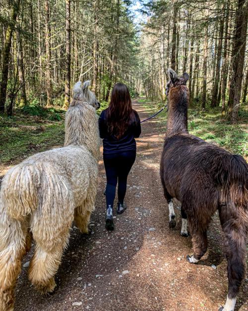 A person walks along a forest path with two llamas, surrounded by tall trees and greenery.