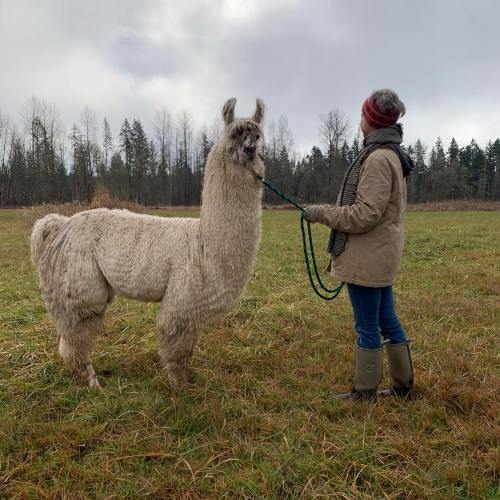 A person in a coat and scarf stands in a field, holding a leash attached to a fluffy white llama.