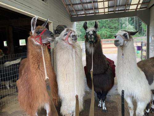 Four llamas with harnesses stand together in a barn, showcasing their varied fur colors and textures.