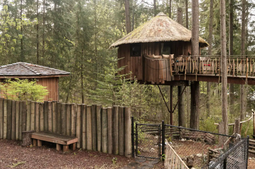 A wooden treehouse with a thatched roof, surrounded by tall trees and a rustic wooden fence.