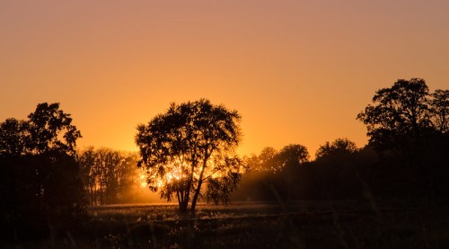 Silhouette of trees against a vibrant orange sunset, casting a warm glow over a tranquil landscape.