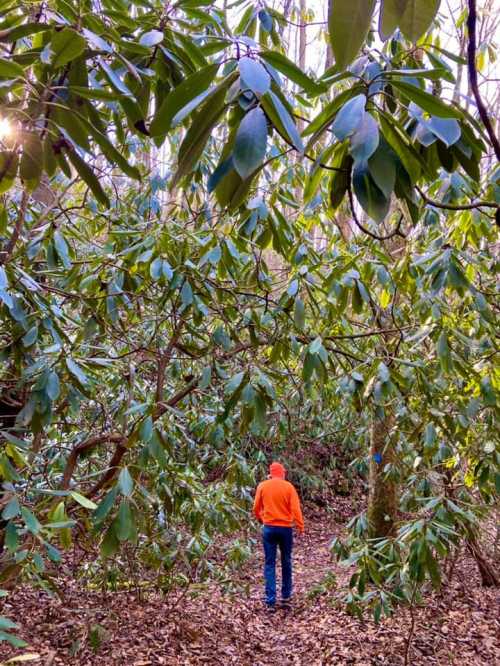 A person in an orange jacket walks through a lush, green forest path surrounded by dense foliage.