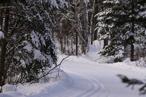 A snowy path winds through a forest of snow-covered trees, creating a serene winter landscape.