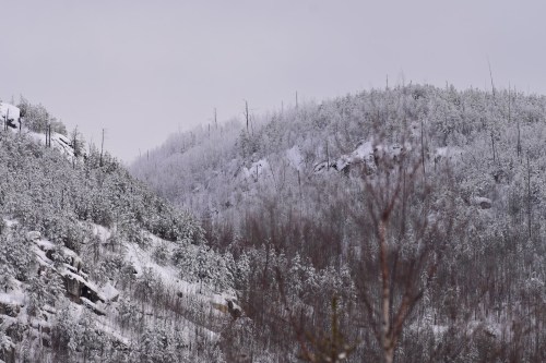 Snow-covered hills with sparse trees under a cloudy sky, creating a serene winter landscape.