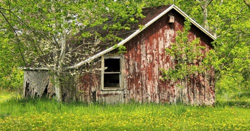 An abandoned farm building is surrounded by yellow dandelions and lush green trees on a sunny Spring day in a Wisconsin forest.