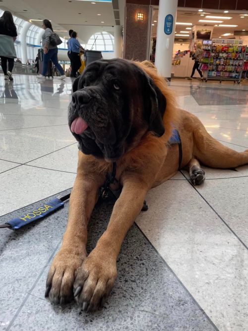 A large, fluffy dog lying on a tiled floor in a busy indoor space, with people walking in the background.